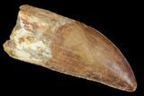 Serrated, Carcharodontosaurus Tooth - Robust Tooth #100100-1